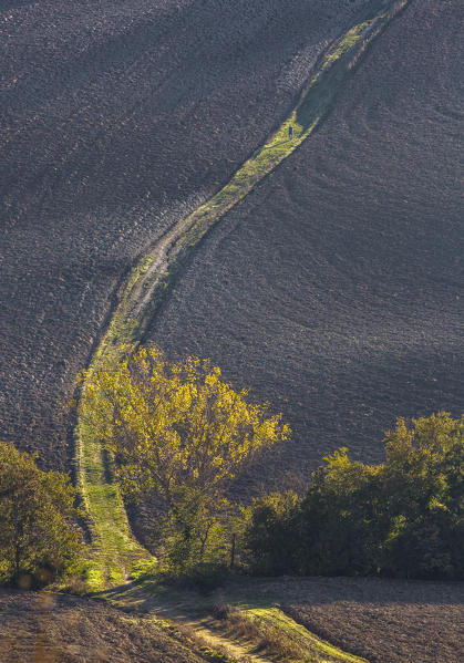 A man walks over hills in Val D'Orcia, San Quirico d'Orcia, Siena, Tuscany, Italy, Southern Europe