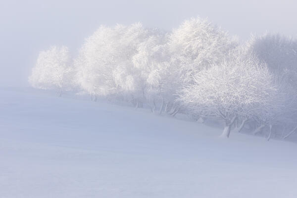 Group of trees in the new snow and fog over Mottarone at sunrise, Novara, Verbano Cusio Ossola, Piedmont, Italy, Southern Europe