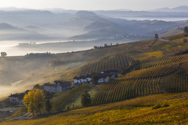 Vineyards around La Morra during autumn at sunrise, Cuneo, Langhe e Roero, Piedmont, Italy, Southern Europe