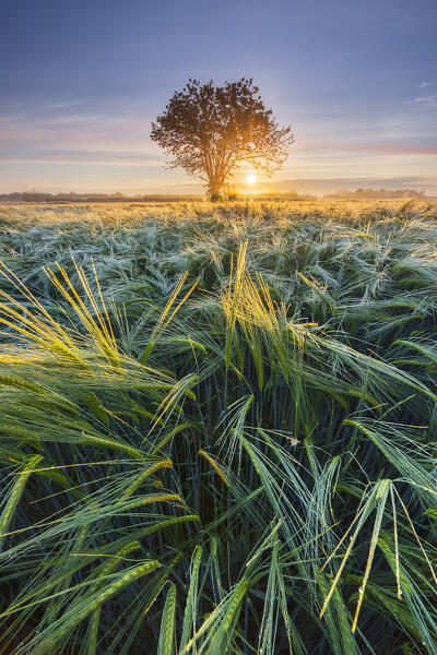 Maize at sunrise in the fields ,Dairago, Milan, Lombardy, Italy, Southern Europe