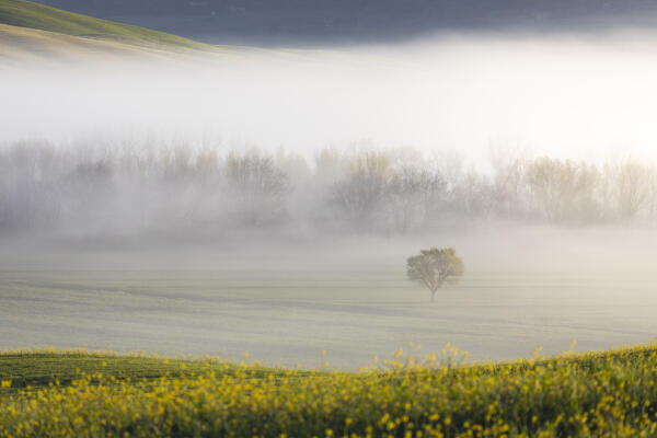 Crops and trees during spring, San Quirico d'Orcia, Siena, Tuscany, Italy, Southern Europe