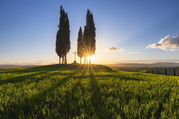 Cypresses at Sunrise at Croce di prata, San Quirico d'Orcia, Siena, Tuscany, Italy, Southern Europe