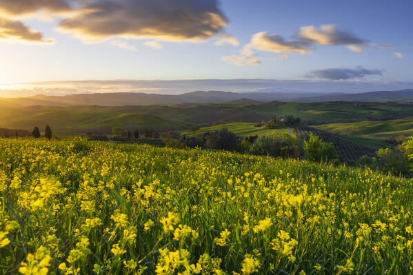 Sunrise at Podere Belvedere, San Quirico d'Orcia, Siena, Tuscany, Italy, Southern Europe