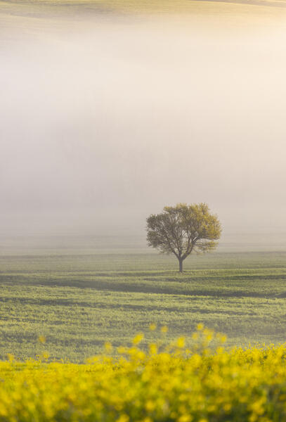 Hills and fog in Val D'Orcia, San Quirico d'Orcia, Siena, Tuscany, Italy, Southern Europe