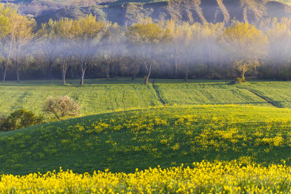 Hills and fog in Val D'Orcia, San Quirico d'Orcia, Siena, Tuscany, Italy, Southern Europe