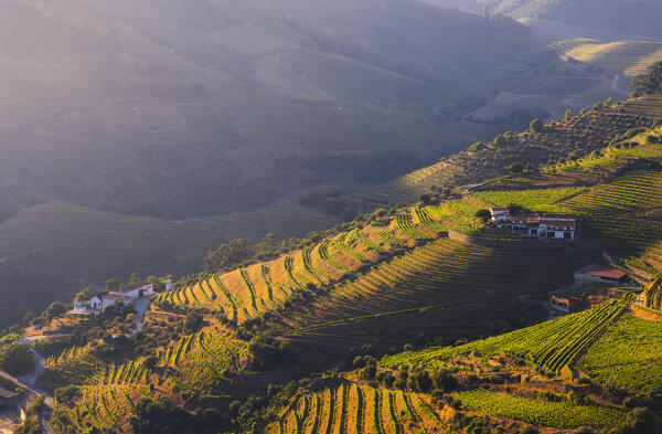 A beautiful view of Douro Valley with its vineyards viewed from Casal de Loivos at sunset, Alijò, Vila Real, Douro, Norte, Portugal, Iberian Peninsula, Western Europe