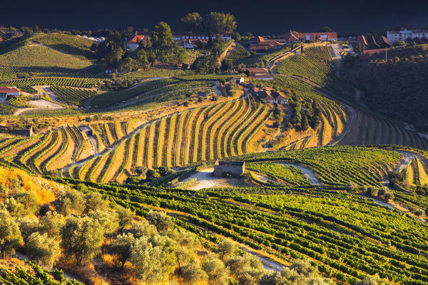A beautiful view of Douro Valley with its vineyards viewed from Casal de Loivos at sunset, Alijò, Vila Real, Douro, Norte, Portugal, Iberian Peninsula, Western Europe