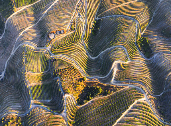 Aerial view of Douro Valley with its vineyards at sunset, Alijò, Vila Real, Douro, Norte, Portugal, Iberian Peninsula, Western Europe