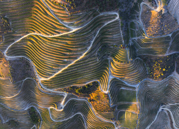 Aerial view of Douro Valley with its vineyards at sunset, Alijò, Vila Real, Douro, Norte, Portugal, Iberian Peninsula, Western Europe