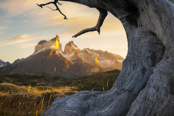 Cuernos del Paine framed in dead trees during sunrise, Torres del Paine NP, Ultima Esperanza, Region de Magallanes y de la Antartica Chilena, Patagonia, Chile, South America