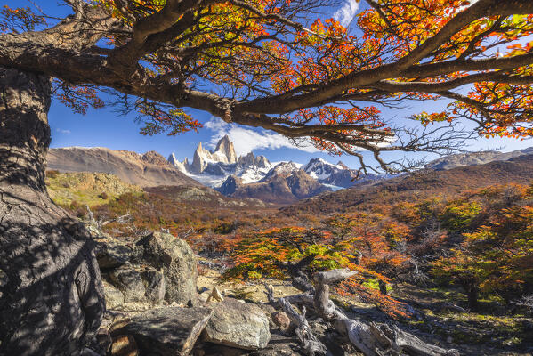 Fitz Roy mountain framed by autumn trees during sunrise, El Chalten, Parque Nacional Los Glaciares, Santa Cruz, Patagonia Argentina, Argentina, South America
