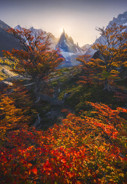 Cerro Torre mountain framed by autumn trees during sunset from Laguna Torre, El Chalten, Parque Nacional Los Glaciares, Santa Cruz, Patagonia Argentina, Argentina, South America