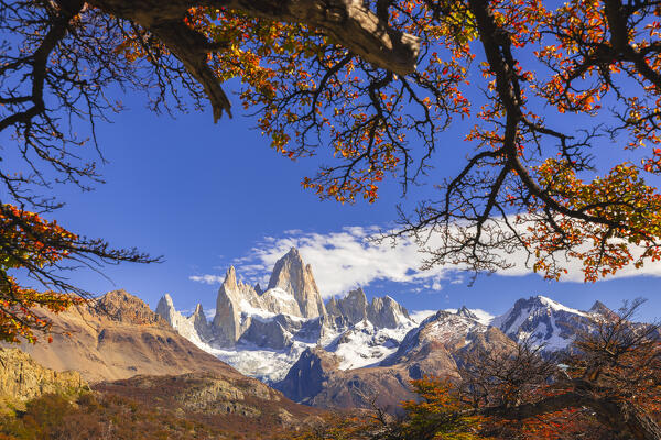 Fitz Roy mountain framed by autumn trees during sunrise, El Chalten, Parque Nacional Los Glaciares, Santa Cruz, Patagonia Argentina, Argentina, South America