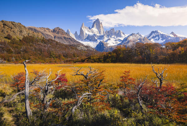 Fitz Roy mountain framed by autumn trees during sunrise, El Chalten, Parque Nacional Los Glaciares, Santa Cruz, Patagonia Argentina, Argentina, South America