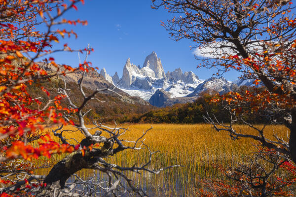 Fitz Roy mountain framed by autumn trees during sunrise, El Chalten, Parque Nacional Los Glaciares, Santa Cruz, Patagonia Argentina, Argentina, South America