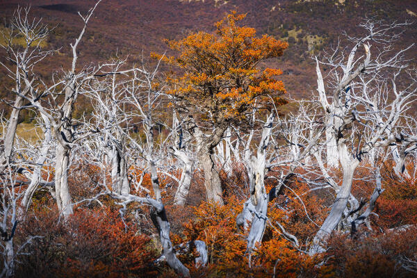Details of autumn trees near Laguna Torre, El Chalten, Parque Nacional Los Glaciares, Santa Cruz, Patagonia Argentina, Argentina, South America