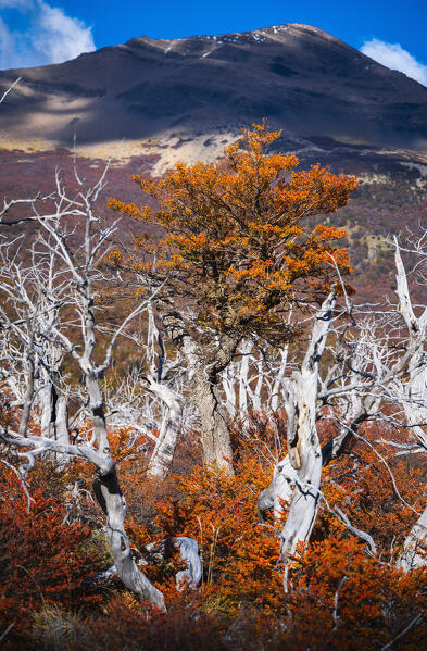 Details of autumn trees near Laguna Torre, El Chalten, Parque Nacional Los Glaciares, Santa Cruz, Patagonia Argentina, Argentina, South America