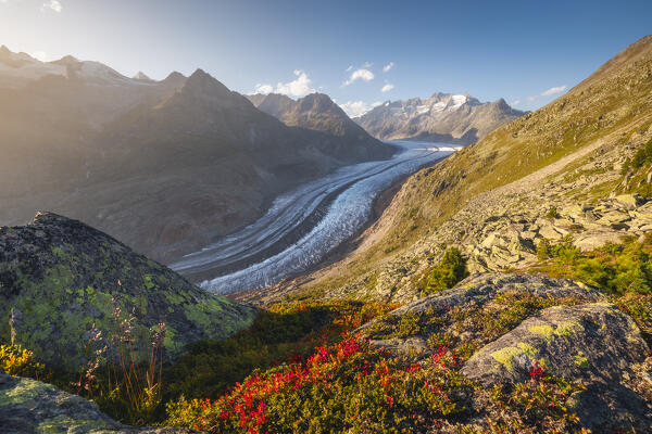 Aletsch glacier from Moosfluh viewpoint during sunset in summer, Riederalp, Canton of Valais, Oriental Raron, Switzerland, Western Europe