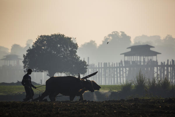 Farmer plows with Oxen, U-Bein Bridge, Amarapura, Mandalay, Myanmar, Southeast Asia