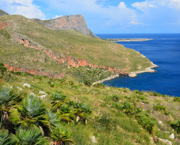 The lush vegetation overlooking the sea in the natural Zingaro Reserve, Castellammare del Golfo and San Vito Lo Capo, Trapani province, Sicily, Italy.