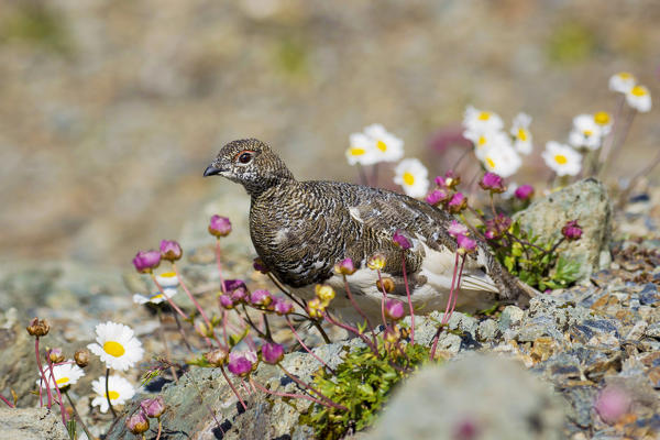 Stelvio National Park, Lombardy, Italy. Rock ptarmigan
