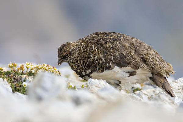 Stelvio National Park, Lombardy, Italy. Rock ptarmigan