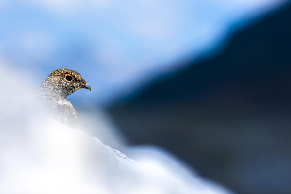 Stelvio National Park, Lombardy, Italy. Rock ptarmigan