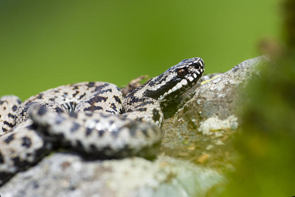 Park Orobie Valtellina, Lombardy, Italy. Vipera berus