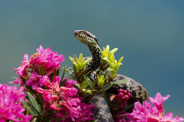 Park Orobie Valtellina, Lombardy, Italy. Vipera berus