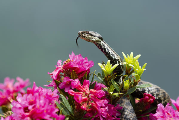 Park Orobie Valtellina, Lombardy, Italy. Vipera berus
