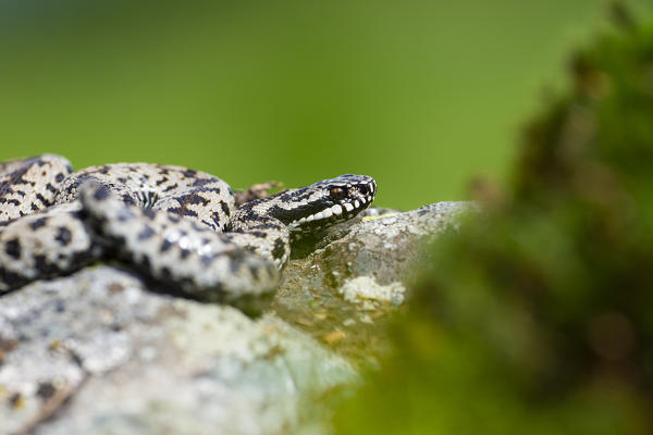 Park Orobie Valtellina, Lombardy, Italy. Vipera berus