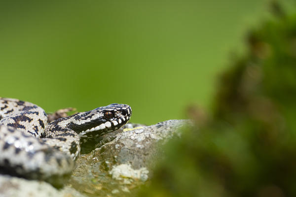 Park Orobie Valtellina, Lombardy, Italy. Vipera berus