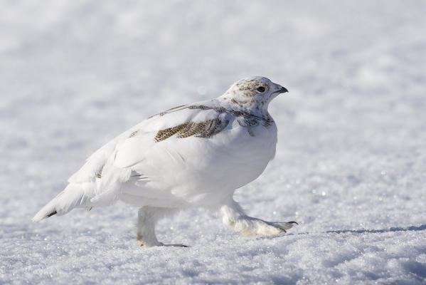 Stelvio National Park,Lombardy,Italy.Rock ptarmigan