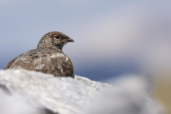 Stelvio National Park,Lombardy,Italy.Rock ptarmigan