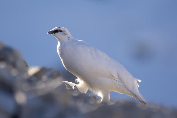 Stelvio National Park,Lombardy,Italy.Rock ptarmigan