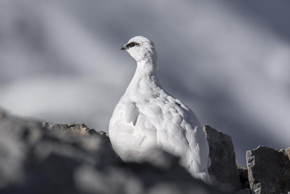 Stelvio National Park, Lombardy, Italy. Rock ptarmigan