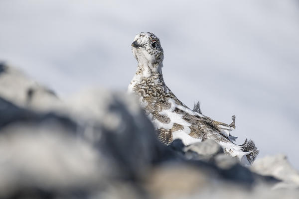 Stelvio National Park, Lombardy, Italy. Rock ptarmigan,Lagopus muta