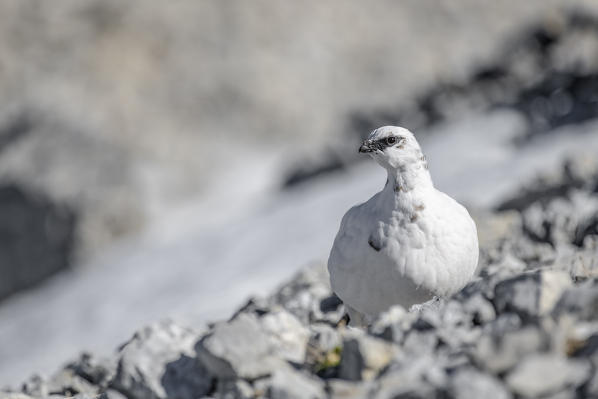 Stelvio National Park, Lombardy, Italy. Rock ptarmigan,Lagopus muta