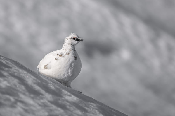 Stelvio National Park, Lombardy, Italy. Rock ptarmigan,Lagopus muta
