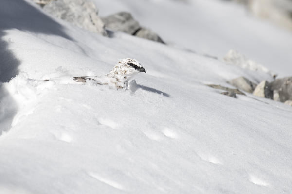 Stelvio National Park, Lombardy, Italy. Rock ptarmigan,Lagopus muta