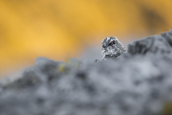 Stelvio National Park,Lombardy,Italy.Rock ptarmigan