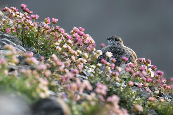Stelvio National Park, Lombardy, Italy. Rock ptarmigan