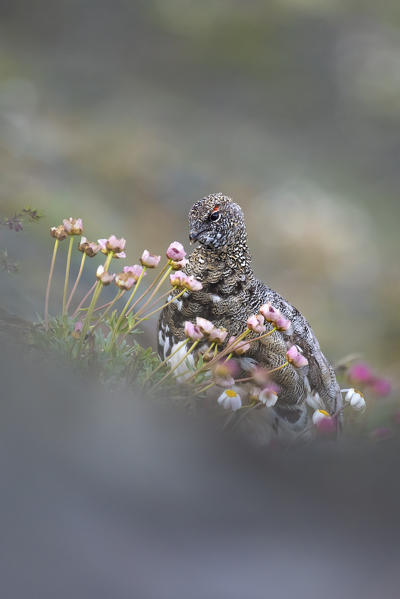 Stelvio National Park, Lombardy, Italy. Rock ptarmigan