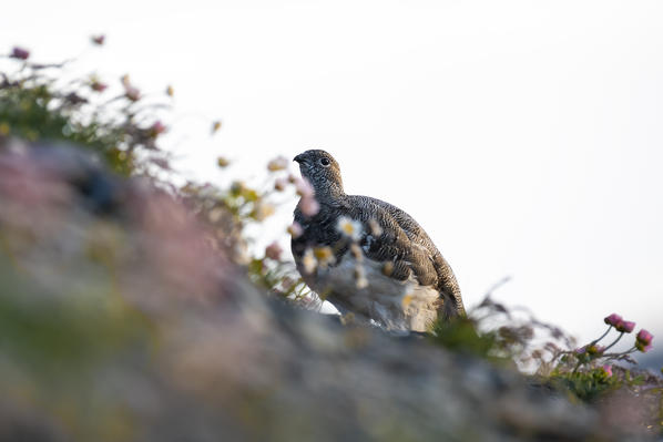 Stelvio National Park, Lombardy, Italy. Rock ptarmigan