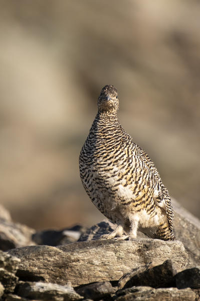 Stelvio National Park, Lombardy, Italy. Rock ptarmigan