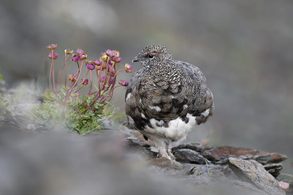 Stelvio National Park, Lombardy, Italy. Rock ptarmigan