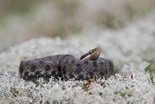 Livigno,Alpi Retiche,Lombardy,Italy. Vipera aspis