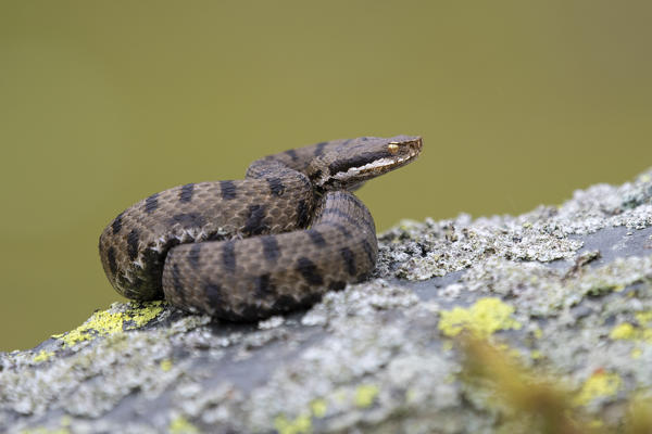 Livigno, Alpi Retiche,Lombardy,Italy. Vipera aspis