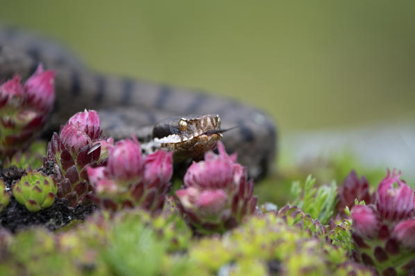 Livigno,Alpi Retiche,Lombardy,Italy. Vipera aspis