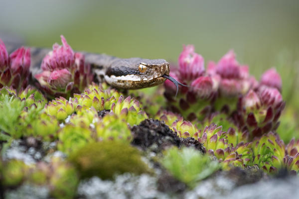 Livigno,Alpi Retiche,Lombardy,Italy. Vipera aspis